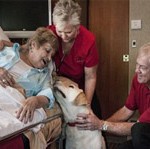 pet friendly transportation